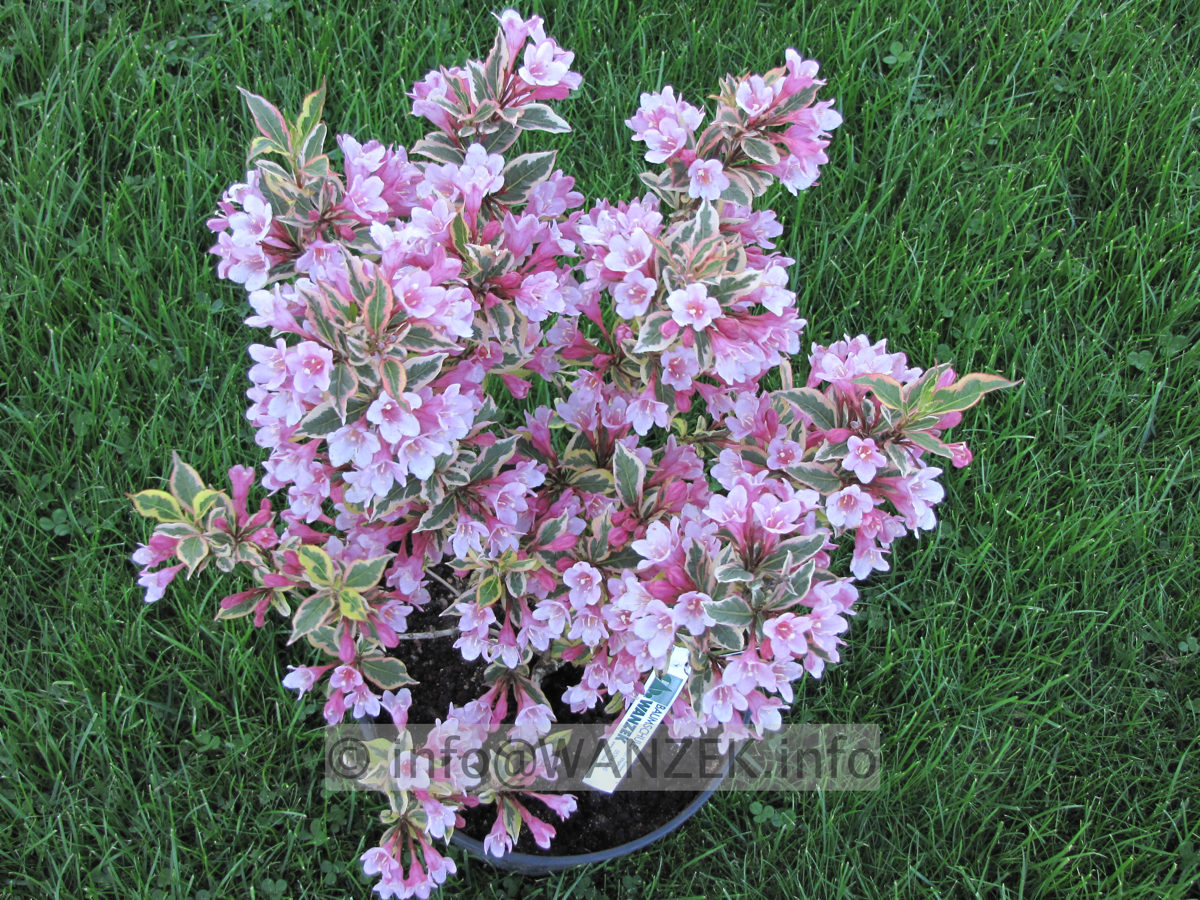Weigela florida Magical Rainbow 06.JPG
